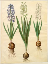 Hyacinthoides orientalis simp e pl